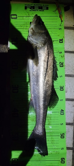 セイゴ（マルスズキ）の釣果