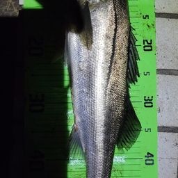 セイゴ（マルスズキ）