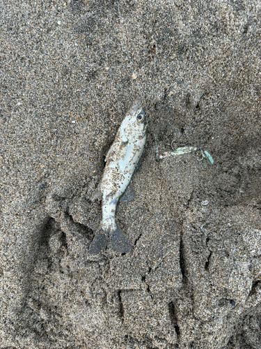 セイゴ（マルスズキ）の釣果