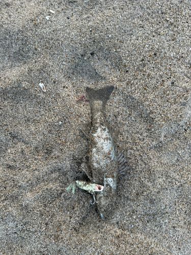 セイゴ（マルスズキ）の釣果