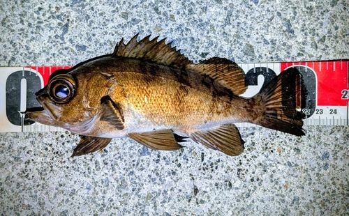 阿賀マリノポリス