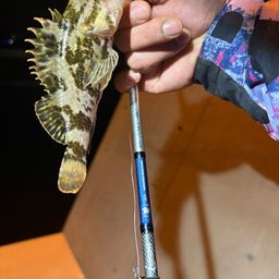 タケノコメバル