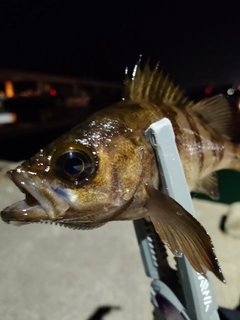メバルの釣果