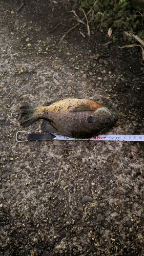 ブルーギルの釣果