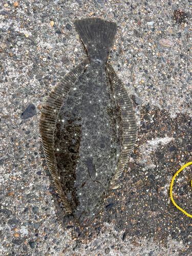 ヒラメの釣果