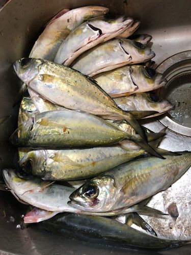 メアジの釣果