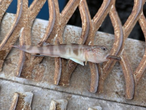 本牧海づり施設