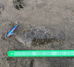 ヒラメの釣果