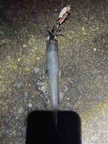 ヤリイカの釣果