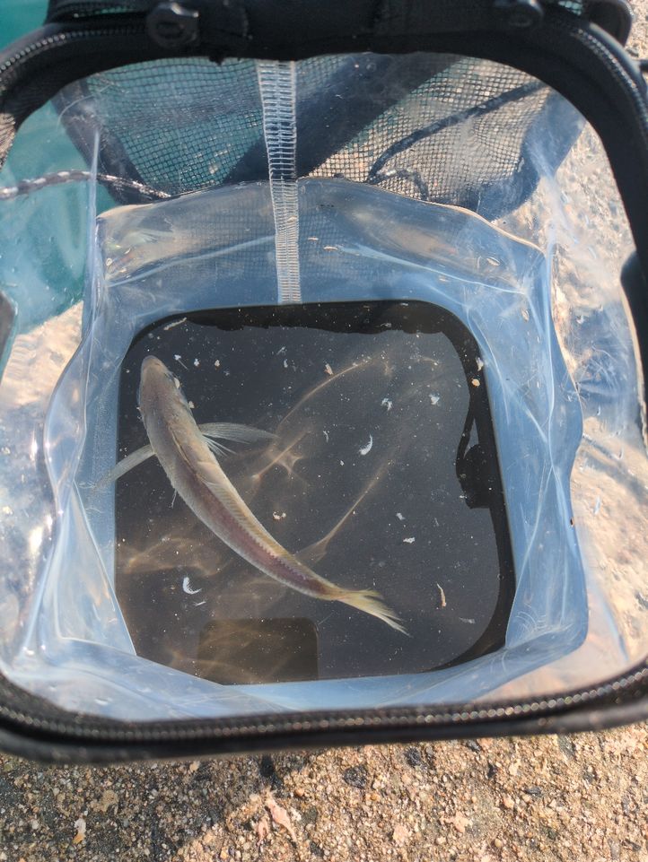 福岡県 の釣行 - アングラーズ | 釣果600万件の魚釣り情報サイト