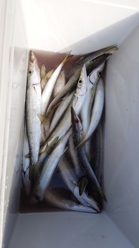 アカカマスの釣果