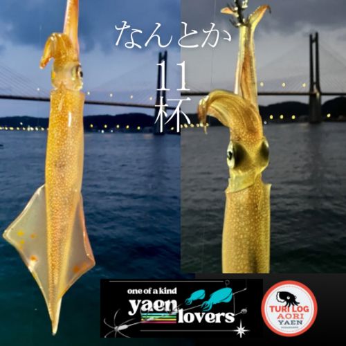 ヤリイカの釣果