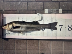 シーバスの釣果