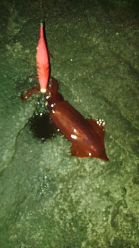 ジンドウイカの釣果