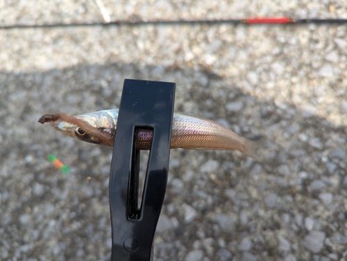 シロギスの釣果