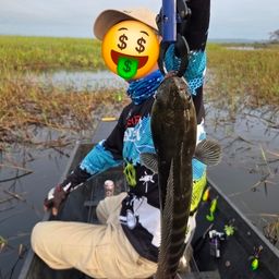 ジャイアントスネークヘッド