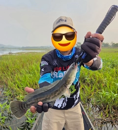 ジャイアントスネークヘッドの釣果