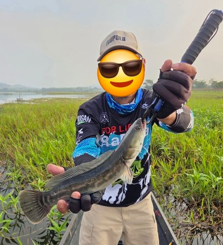 ジャイアントスネークヘッドの釣果