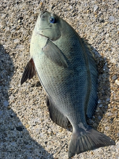グレの釣果