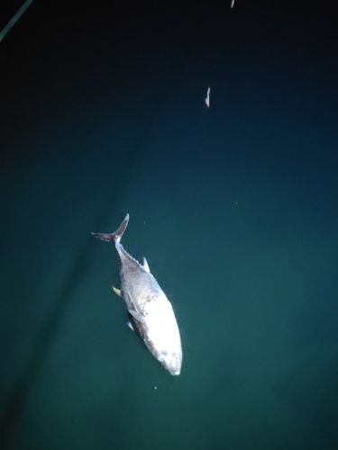 マグロの釣果