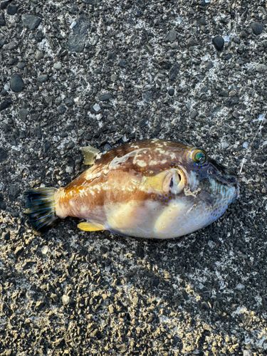 キタマクラの釣果