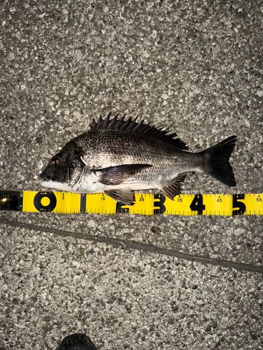 クロダイの釣果