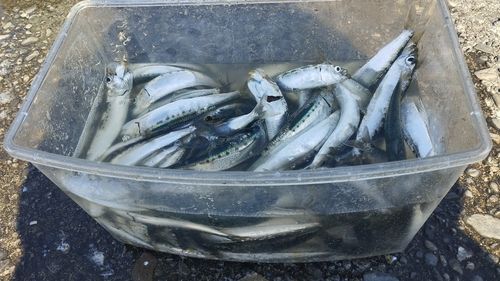 イワシの釣果