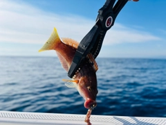 ベラの釣果