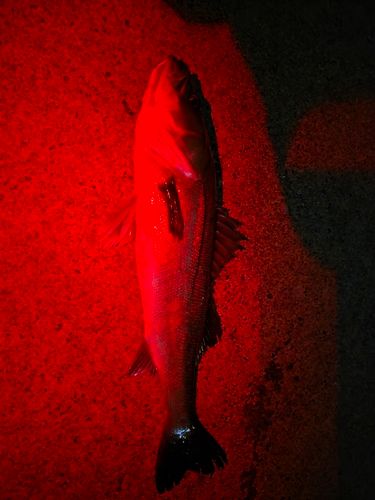 東京湾（アクアライン〜富津）