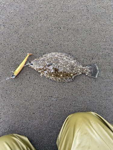 ヒラメの釣果