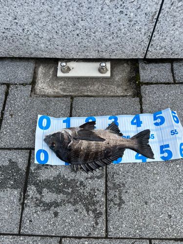 クロダイの釣果