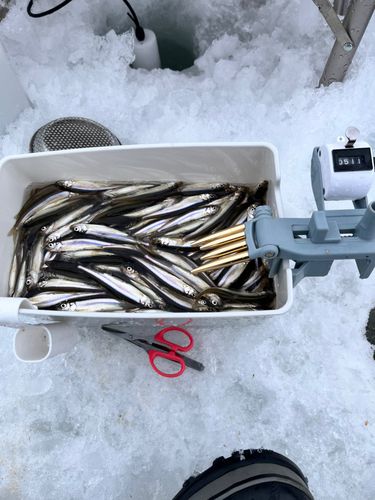 ワカサギの釣果