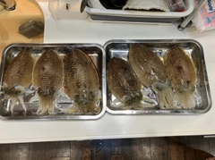 コウイカの釣果