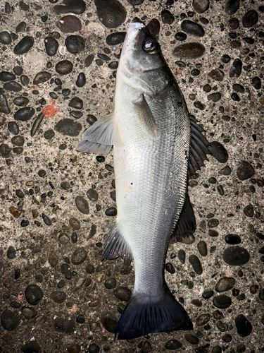 ヒラスズキの釣果