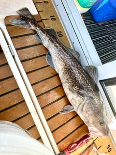 マダラの釣果