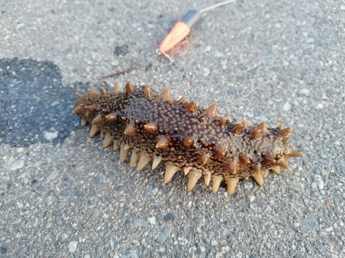 マナマコの釣果