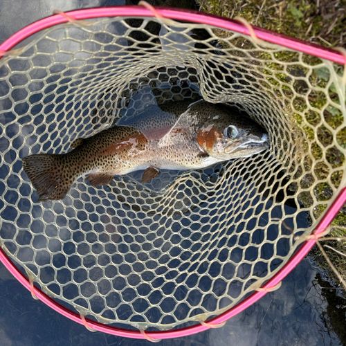 ニジマスの釣果