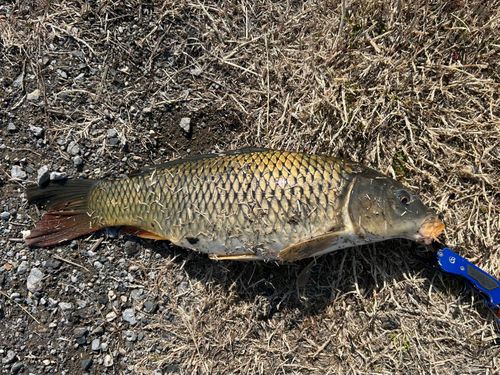 コイの釣果
