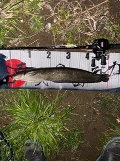 ニホンナマズの釣果