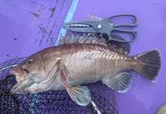 マハタの釣果