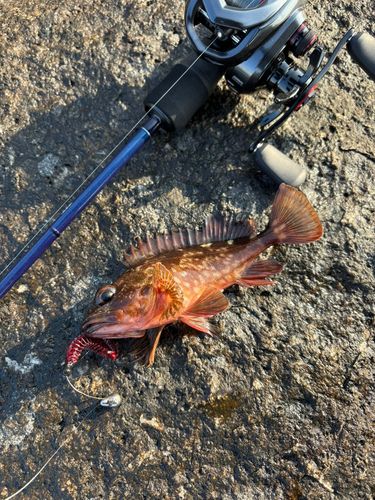 カサゴの釣果