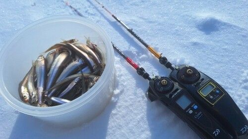 ワカサギの釣果