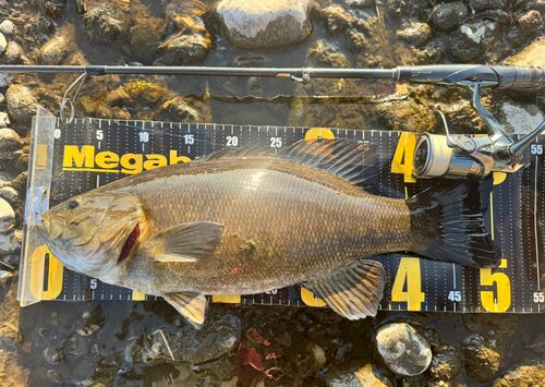 スモールマウスバスの釣果