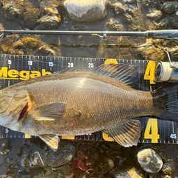 スモールマウスバス