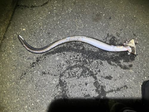 マアナゴの釣果