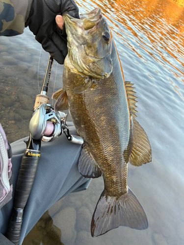 スモールマウスバスの釣果