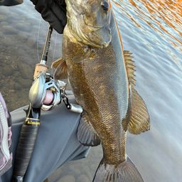 スモールマウスバス