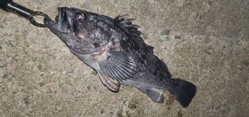 クロソイの釣果