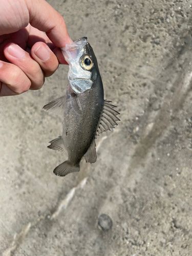 セイゴ（マルスズキ）の釣果