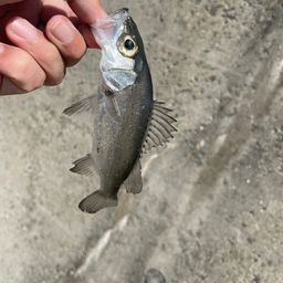 セイゴ（マルスズキ）